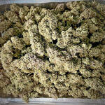 medusa-f1-auto-fem-rqs.jpg