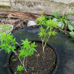 pure-power-plant-regular-nirvana-seeds.jpg