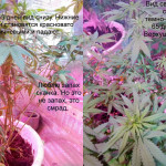 somango-fem-bulk-seed-bank.jpg