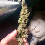 strawberry-og-cookies-r1-fem-ethos-genetics.jpg