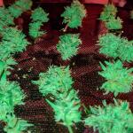 wedding-glue-auto-fem-fastbuds.jpg