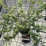ztrawberriez-auto-fem-fastbuds.jpg