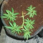 apple-betty-fem-herbies-seeds.jpg