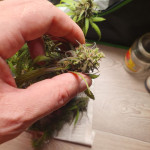 auto-parmesan-auto-cheese-fem-victory-seeds.jpg