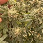 booberry-cookies-rbx-fem-ethos-genetics.jpg