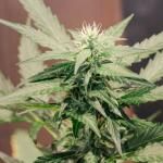 choco-thai-auto-fem-herbies-seeds.jpg