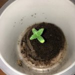 dream-machine-heavyweight-seeds.JPG