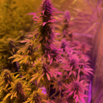 gelato-auto-fem-Semyanich.png