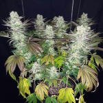gelato-fem-blimburn-seeds.jpg
