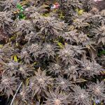 mellowz-fem-compound-genetics.jpg