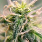 runtz-auto-fem-barneys-farm.jpg