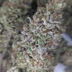 10th-planet-r1-fem-ethos-genetics.jpg