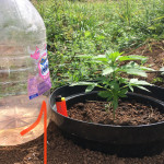 auto-super-mazar-fem-victory-seeds.jpeg