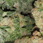 cafe-racer-fem-blimburn-seeds.jpg