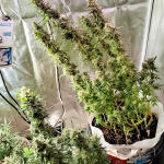godfather-og-auto-fem-7ch-american.jpg