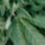 gorilla-auto-gorilla-glue-auto-fem-fastbuds.jpg