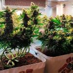 gorilla-zkittlez-fem-Semyanich.jpg