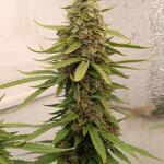 keepers-og-autoflower-fem-seedkeepers.jpg