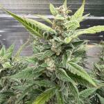 moonshine-cookies-auto-fem-7ch-american.jpeg