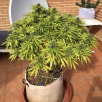 sensi-star-fem-paradise-seeds.jpg