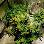 zkittlez-auto-fem-Semyanich.jpg