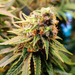gorilla-zkittlez-fem-Semyanich.jpg