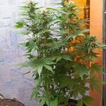 keepers-og-autoflower-fem-seedkeepers.jpg