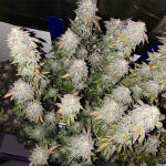 notorious-thc-fem-humboldt-seed-company.jpg