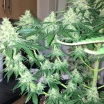 sweet-deep-grapefruit-dinafem-seeds.jpg