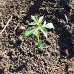 totally-alpha-og-auto-fem-alphafem-seeds.jpg