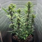 tropicana-cookies-auto-fem-fastbuds.jpeg