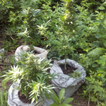 violets-wonder-auto-fem-sumo-seeds.jpg