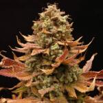 watermelon-zkittlez-fem-barneys-farm.jpg