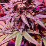 white-wedding-rbx-fem-ethos-genetics.jpg
