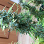 auto-fresh-candy-pyramid-seeds.jpeg