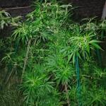 cap-junky-fem-7ch-american.jpg
