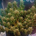 crystal-ww-autoflower-fem-easy-grow-seeds.jpg