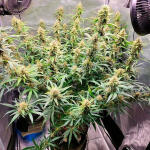 forbidden-runtz-auto-fem-fastbuds.jpg