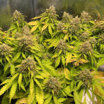 gelato-auto-fem-fastbuds.jpg