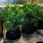 grandaddy-purple-fem-blimburn-seeds.jpg