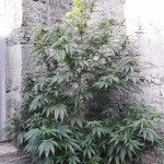 l.a.-amnesia-paradise-seeds.jpg