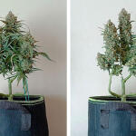original-auto-white-widow-fem-fastbuds.jpg