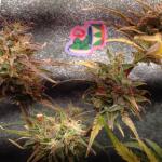 purple-juice-auto-fem-herbies-seeds.jpg