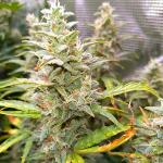 thin-mint-x-sour-pinot-auto-barneys-farm.jpg