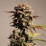 diablo-rojo-xl-auto-fem-sweet-seeds.jpg