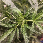 fat-bastard-auto-fem-blimburn-seeds.jpg