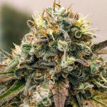 ghost-train-haze-fem-seedkeepers.jpg