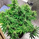 gorilla-auto-fem-Semyanich.jpg