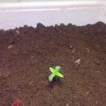 lowryder-auto-fem-vision-seeds.jpg