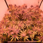 orange-kush-cake-r1-fem-ethos-genetics.jpg